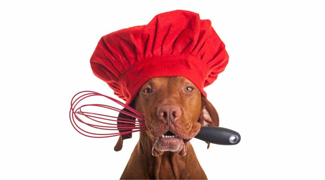 La dieta casalinga per il cane: tutto quello che dovresti sapere