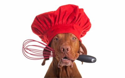 La dieta casalinga per il cane: tutto quello che dovresti sapere