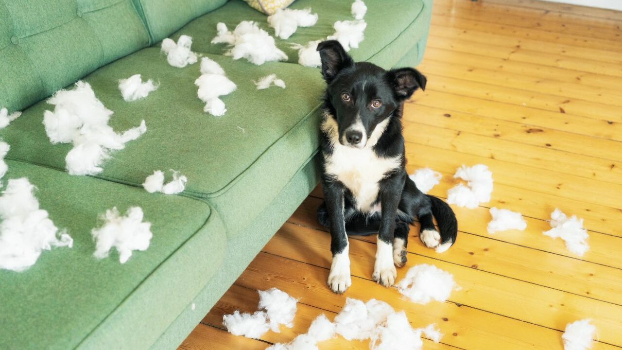 psicologo per cani