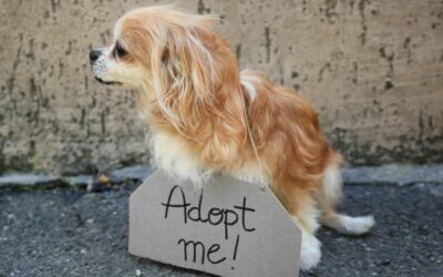 Scopri come una consulenza pre-adozione può trasformarti nel proprietario di cane dei tuoi sogni