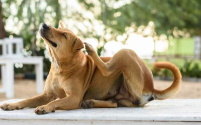 Dieta casalinga per un cane allergico: un caso reale a Napoli