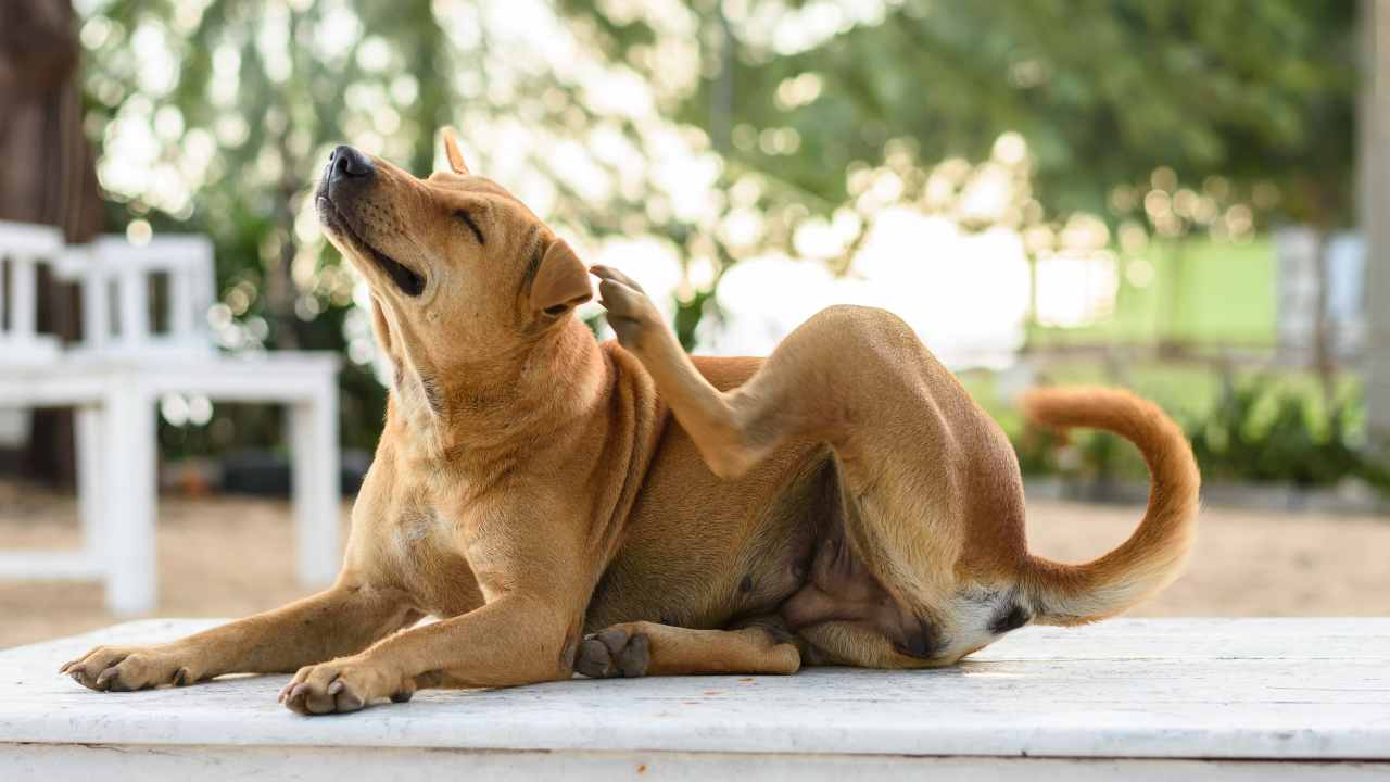 cane che si gratta Cane meticcio di taglia media che si gratta con la zampa posteriore