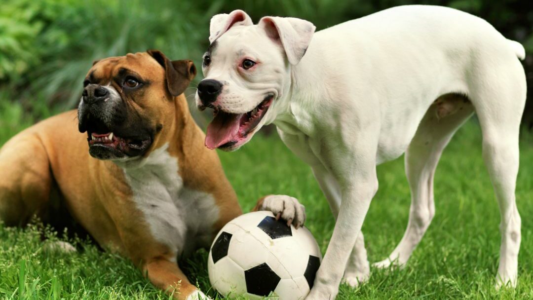 psicologo per cani