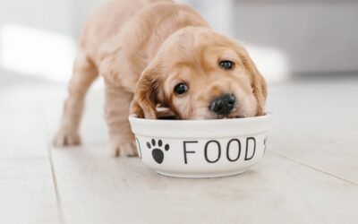 Le 7 problematiche legate alla nutrizione del cane che affliggono i proprietari