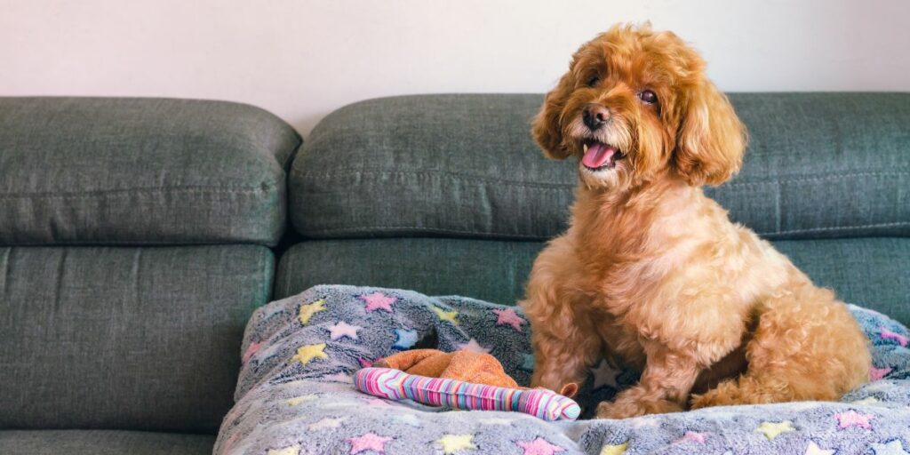 Regole per tenere un cane in condominio