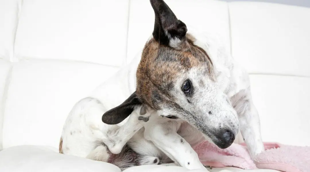 Malassezia cane: curala con la dieta