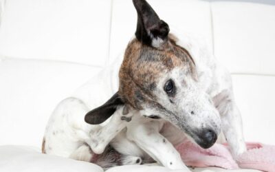 Malassezia cane: curala con la dieta