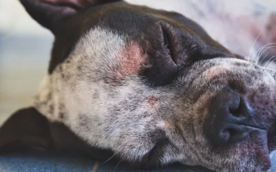Dermatosi canina, scopri l’approccio olistico fatto di nutrizione, comportamento e cure mediche