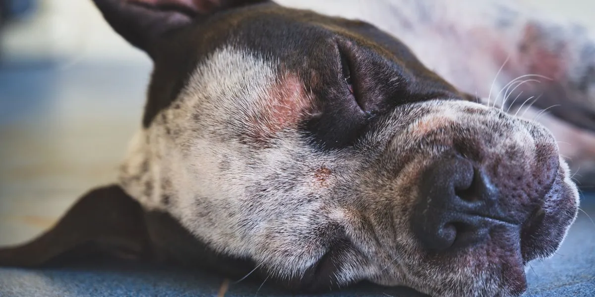 dermatite cani immagine