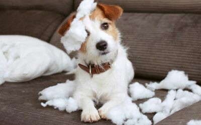 Ansia da separazione del cane