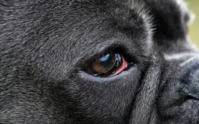 Congiuntivite del cane