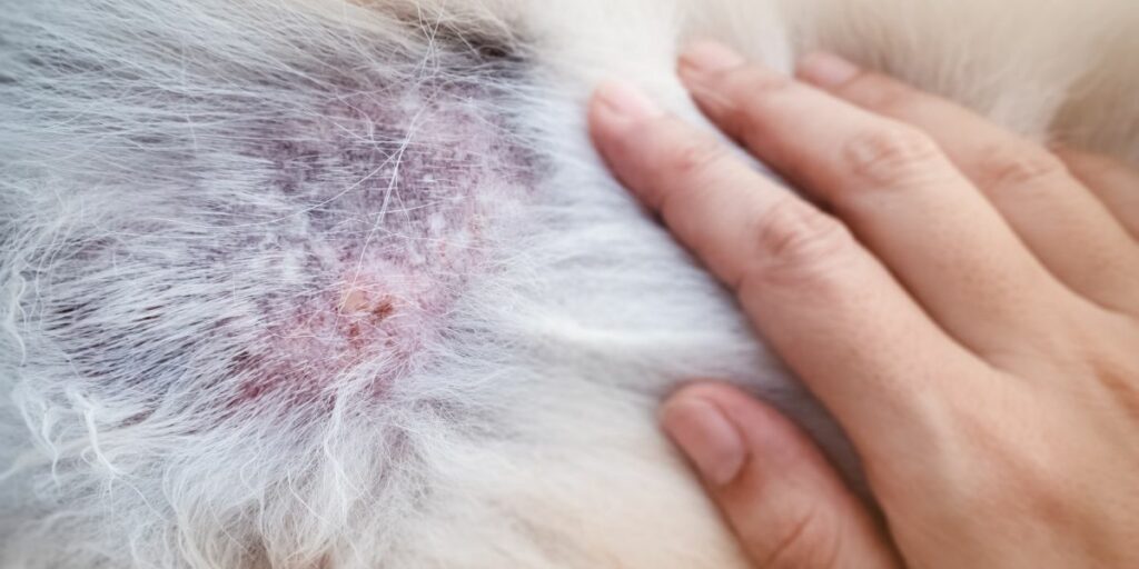 dermatite cani rimedi