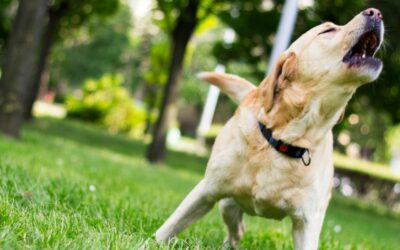 Cane che abbaia in continuazione: guida completa per capire il tuo amico a quattro zampe