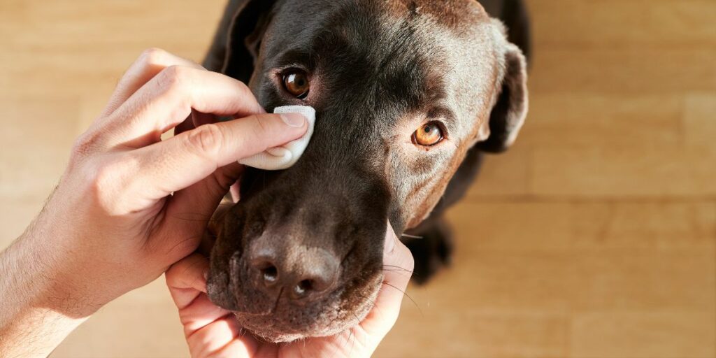 Congiuntivite del cane