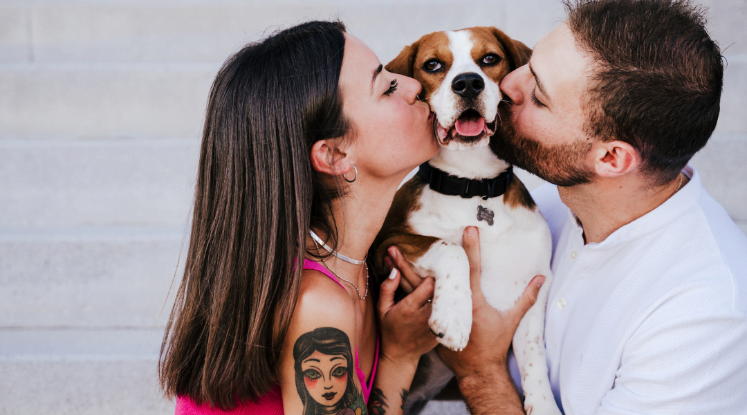 Regola del 3-3-3: la chiave per un’adozione canina di successo