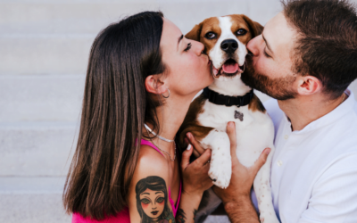 Regola del 3-3-3: la chiave per un’adozione canina di successo