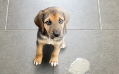 Vomito giallo cane: cause, sintomi e rimedi