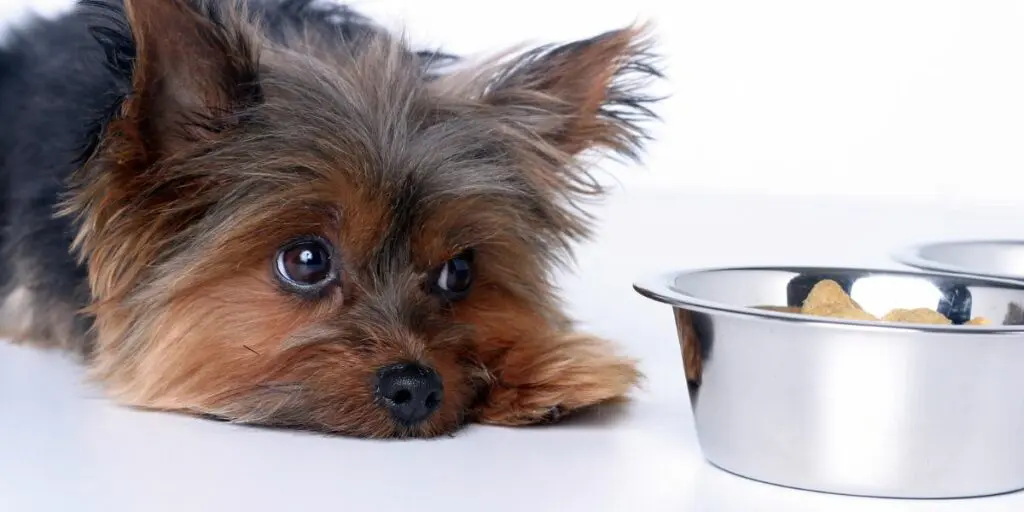 Vomito giallo cane | Cause, Sintomi e Rimedi