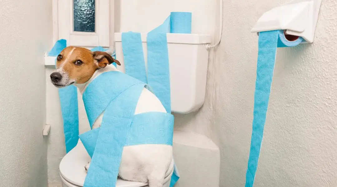 Diarrea del cane