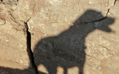 Il cane ombra, tanto affetto o ansia da separazione?