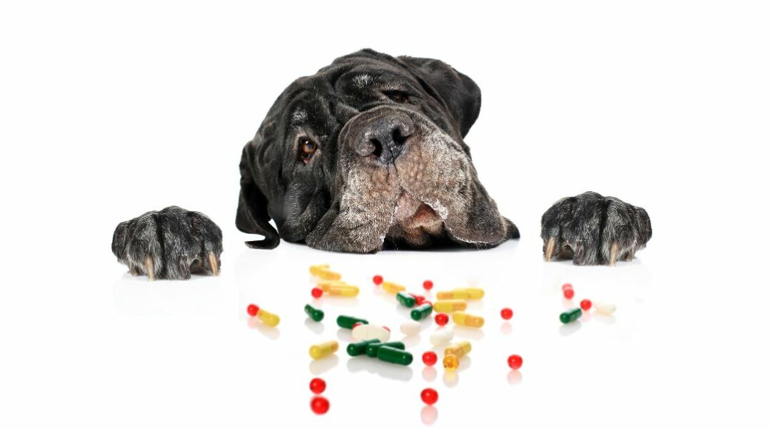 Probiotici per cani: scopri come scegliere i migliori