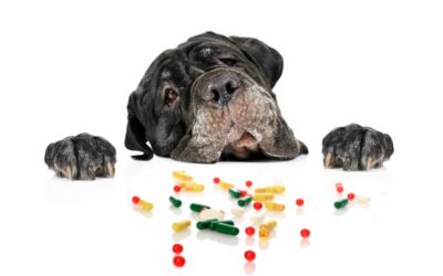 Probiotici per cani: scopri come scegliere i migliori