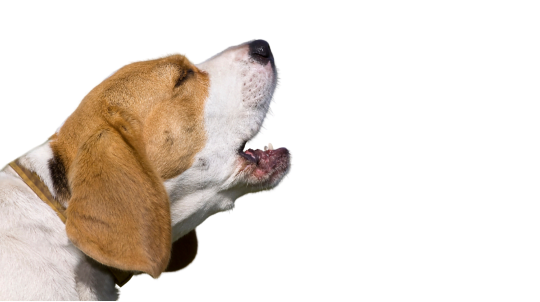 Regole per tenere un cane in condominio: cosa non puoi fare?
