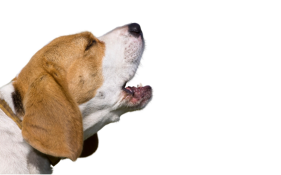 Regole per tenere un cane in condominio: cosa non puoi fare?