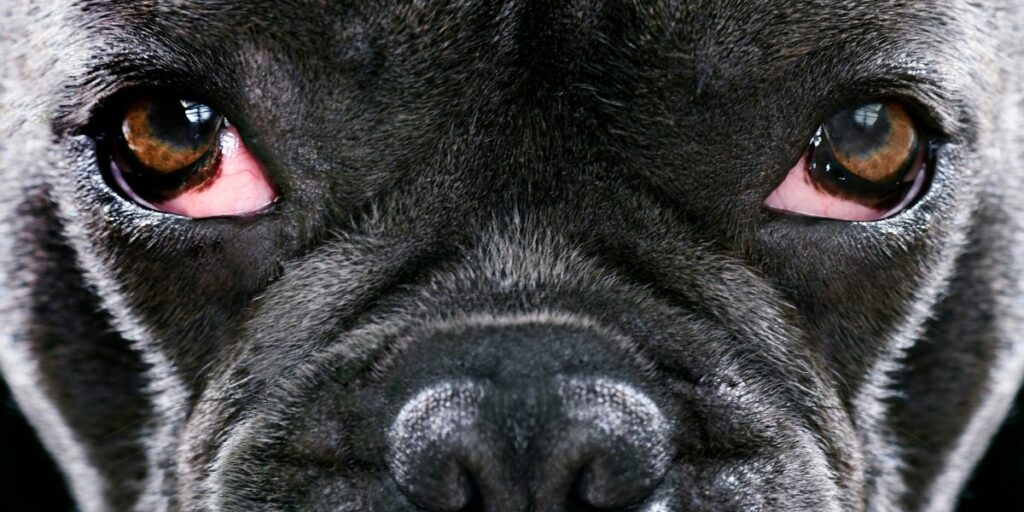 Occhi rossi cane