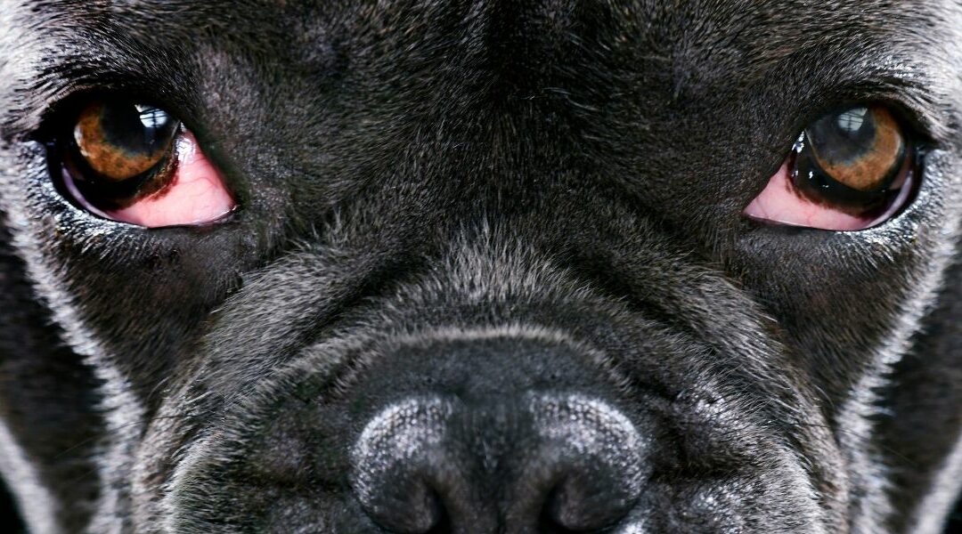 Occhi rossi cane: risolvi il problema