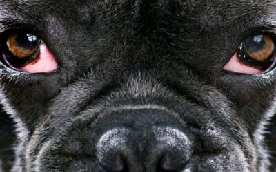 Occhi rossi cane: risolvi il problema