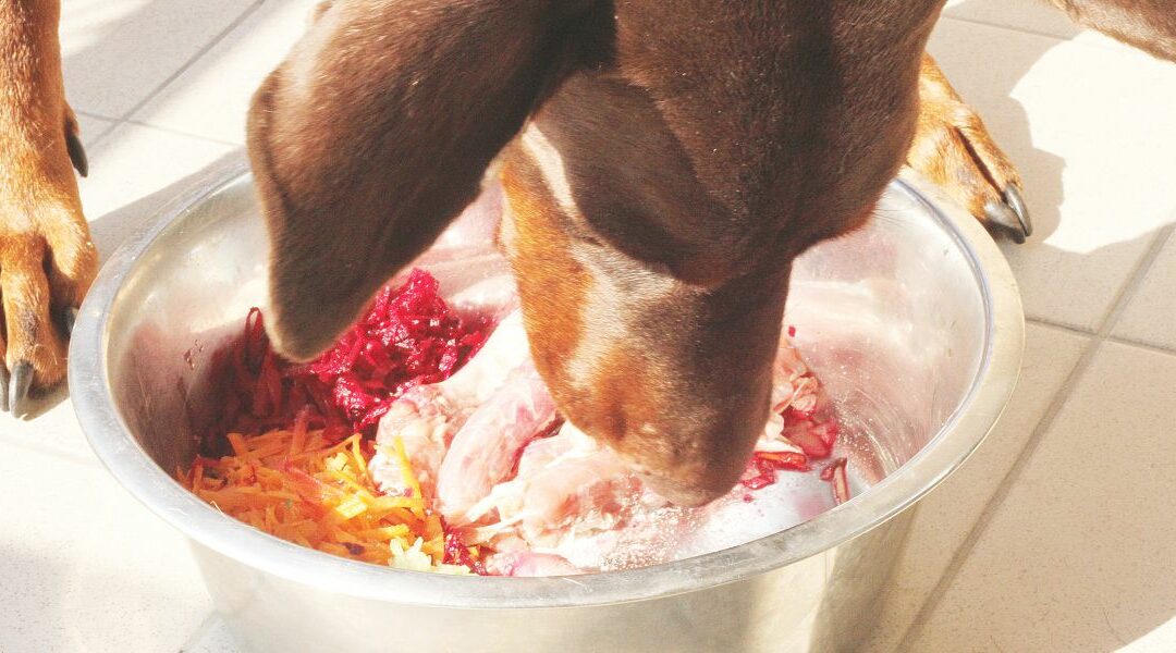 Nutrienti essenziali per gli occhi del tuo cane