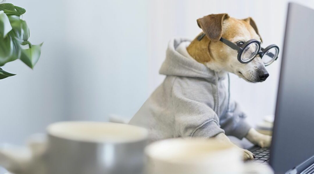 TEST: scopri se il tuo cane ha la malassezia