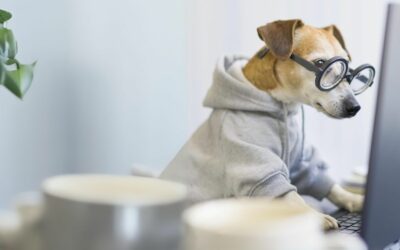 TEST: scopri se il tuo cane ha la malassezia