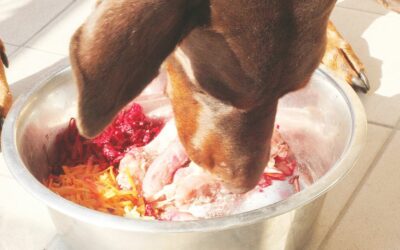 Nutrienti essenziali per gli occhi del tuo cane