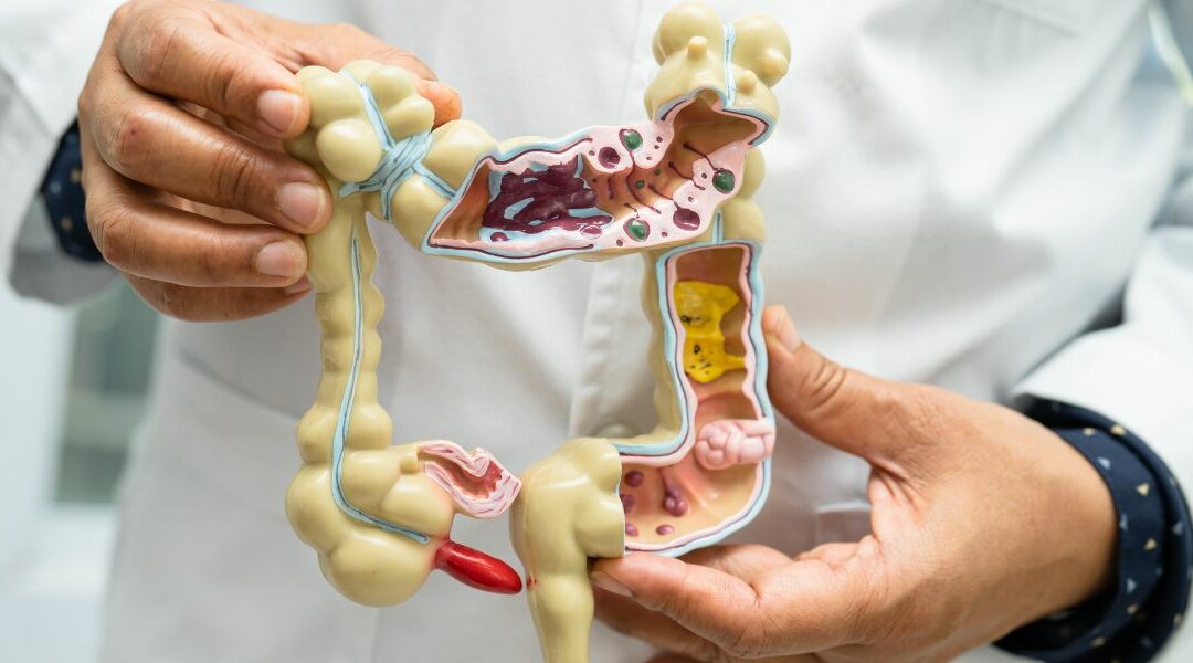 Il legame tra cervello e intestino nel cane
