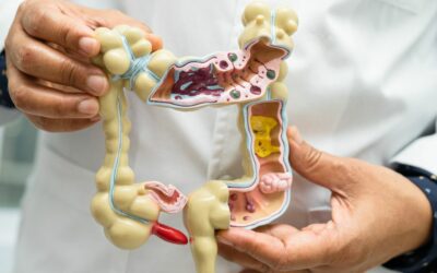 Il legame tra cervello e intestino nel cane