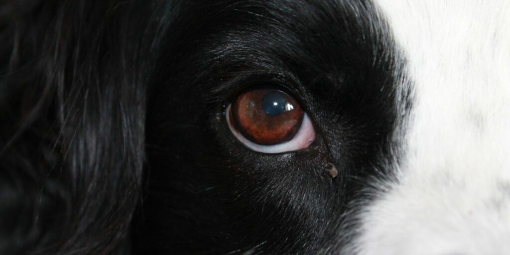 Il mio cane ha gli occhi rossi
