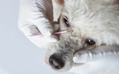 TEST: il mio cane ha gli occhi rossi