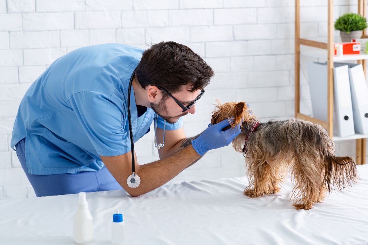 nutrizionista per cani