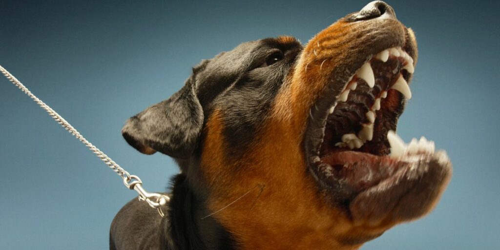 Lista delle razze canine più pericolose