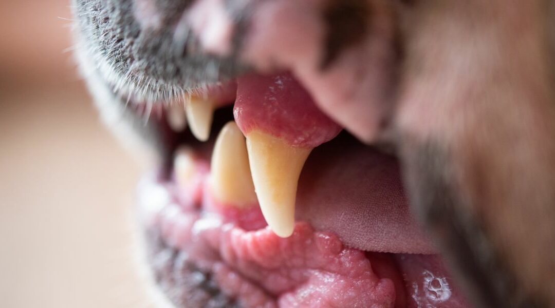 Lista delle razze canine più pericolose
