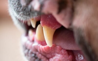 Lista delle razze canine più pericolose