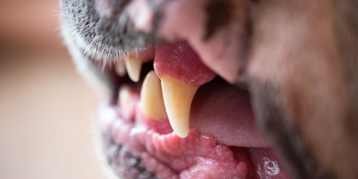 Lista delle razze canine più pericolose
