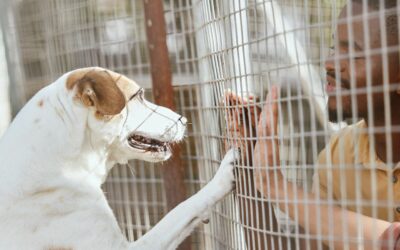 10 motivi per i quali l’adozione di un cane è una scelta vincente