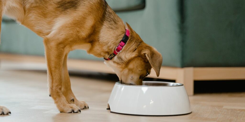 La migliore dieta per un cane con la rogna