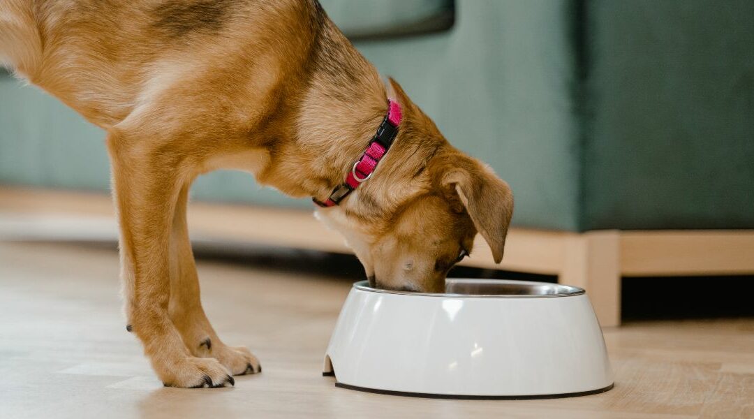 La migliore dieta per un cane con la rogna