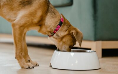 La migliore dieta per un cane con la rogna