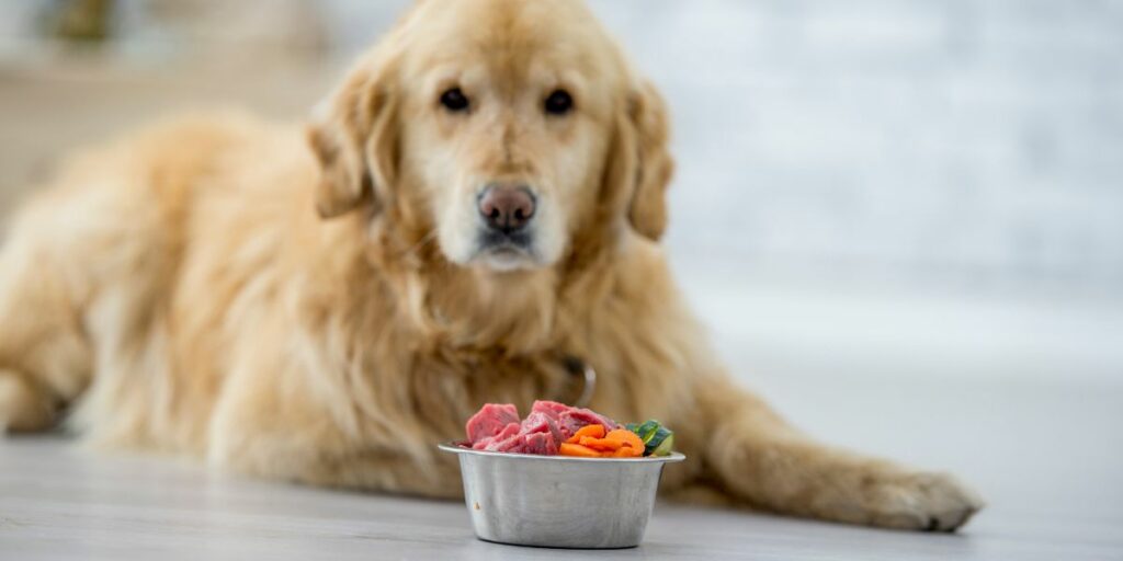 La migliore dieta per un cane con la rogna