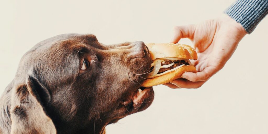 Dieta per cane allergico